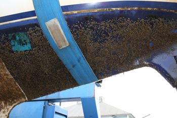 begroning på sejlbåd